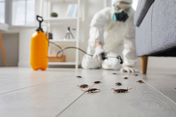 Post-Treatment Bed Bug Interceptor Monitoring in Boyce